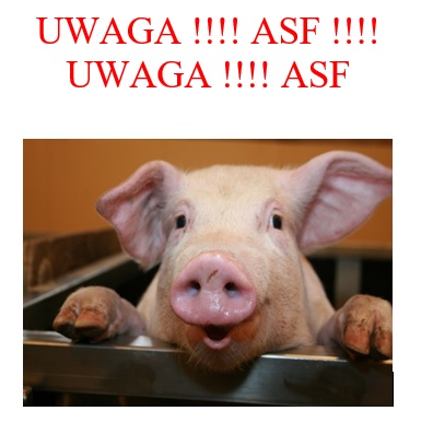 Powiększ grafikę. Czerwony napis Uwaga ASF!!! i świnia