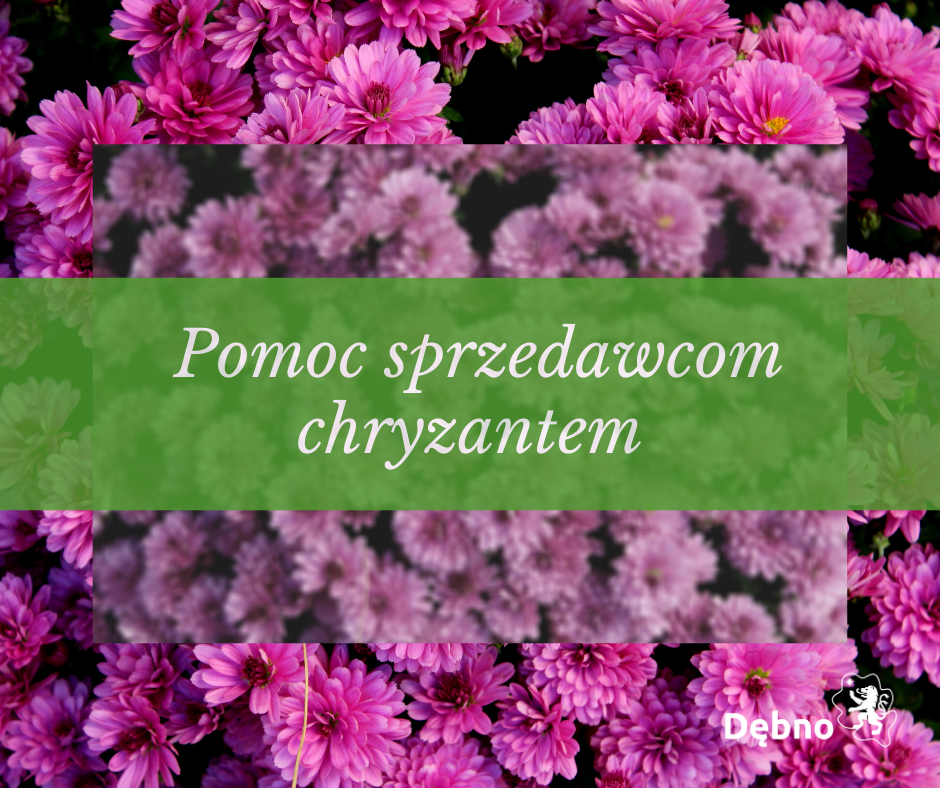Powiększ baner. Różowe chryzantemy, po środku napis na zielonym pasku  pomoc sprzedawcom chryzantem 
