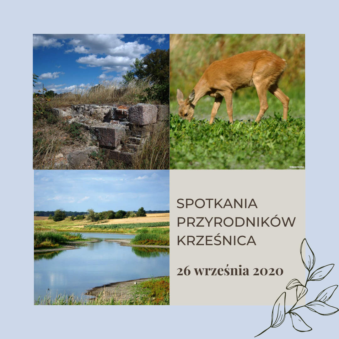 Powiększ baner zdjęcia przyrodnicze jezioro, niebo, sarna 