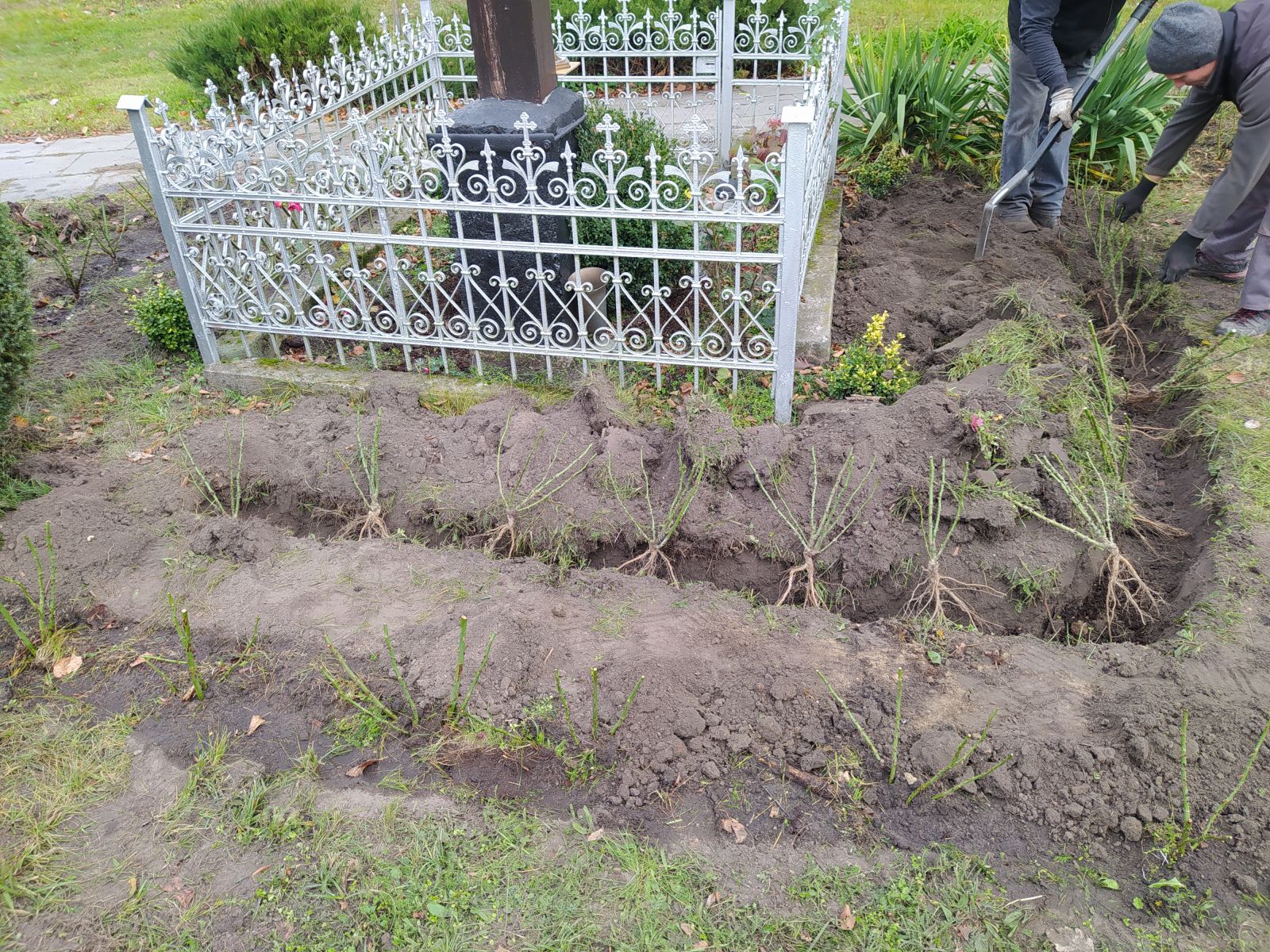 Posadzone sadzonki wokół przydrożnego krzyża 