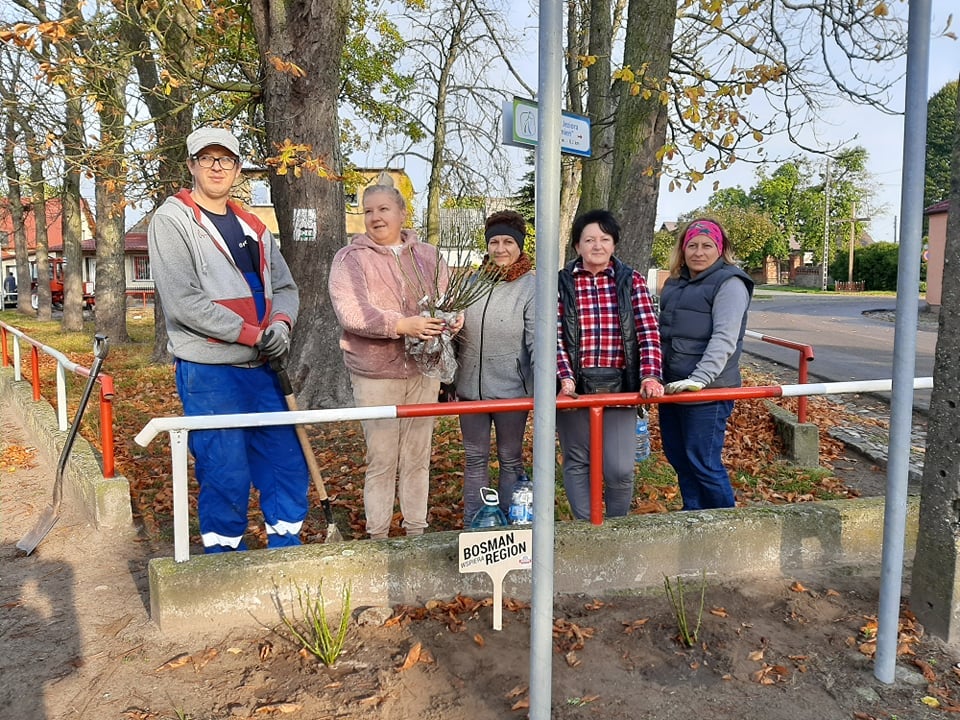 Posadzone sadzonki róż w Warnicach