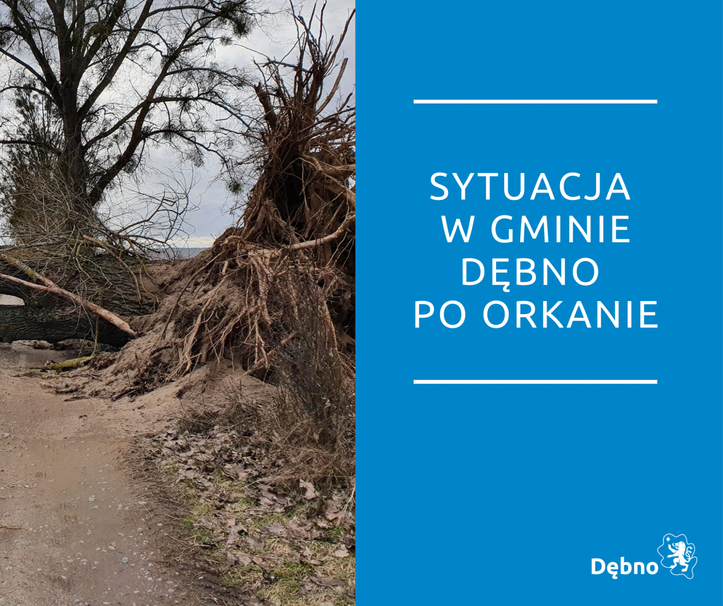 Powiększ grafikę. połamane drzewo, napis sytuacja w gminie dębno po orkanie