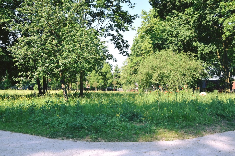 Powiększ zdjęcie. W parku są łąki kwietne