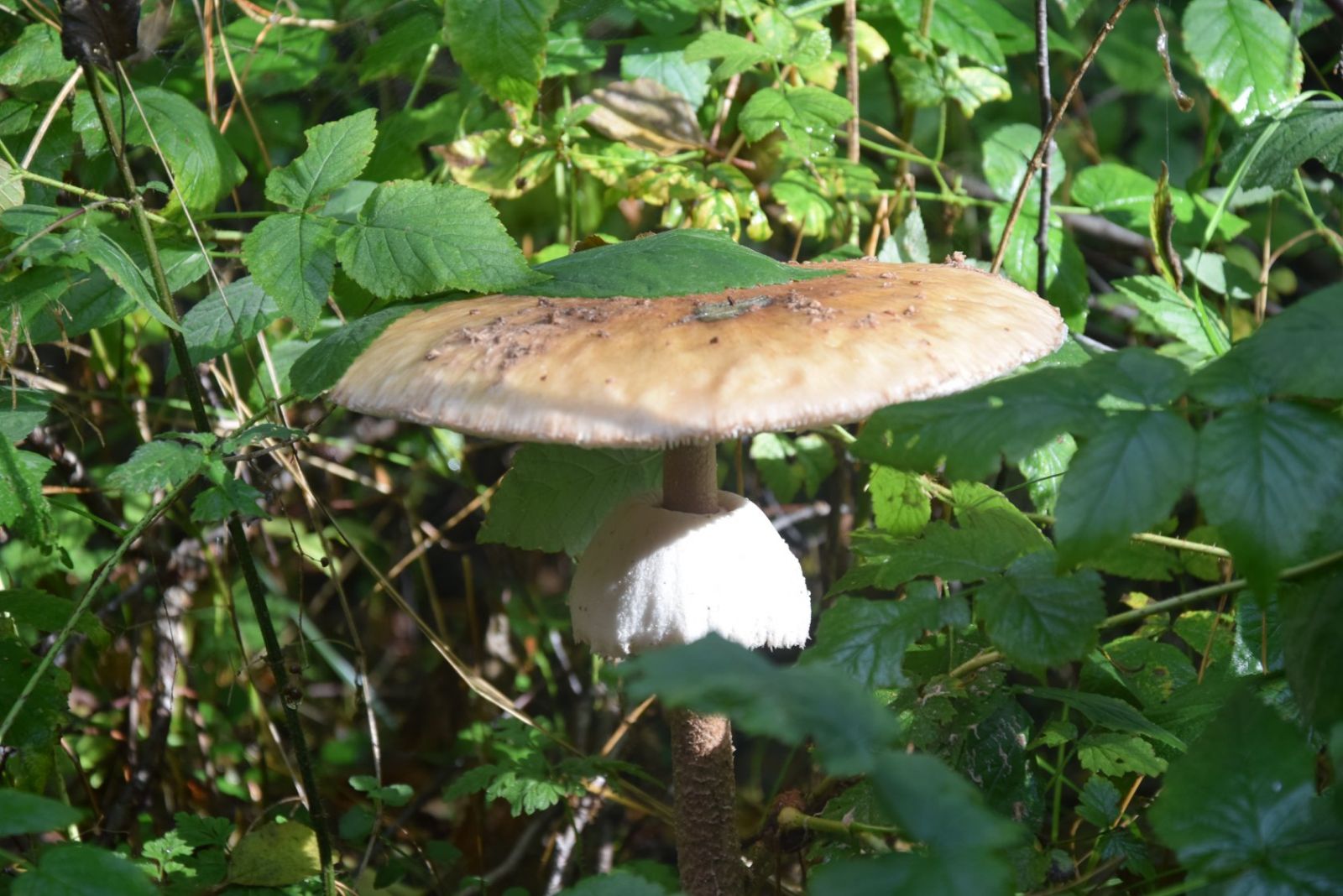 Okazała czubajka kania (Macrolepiota procera)