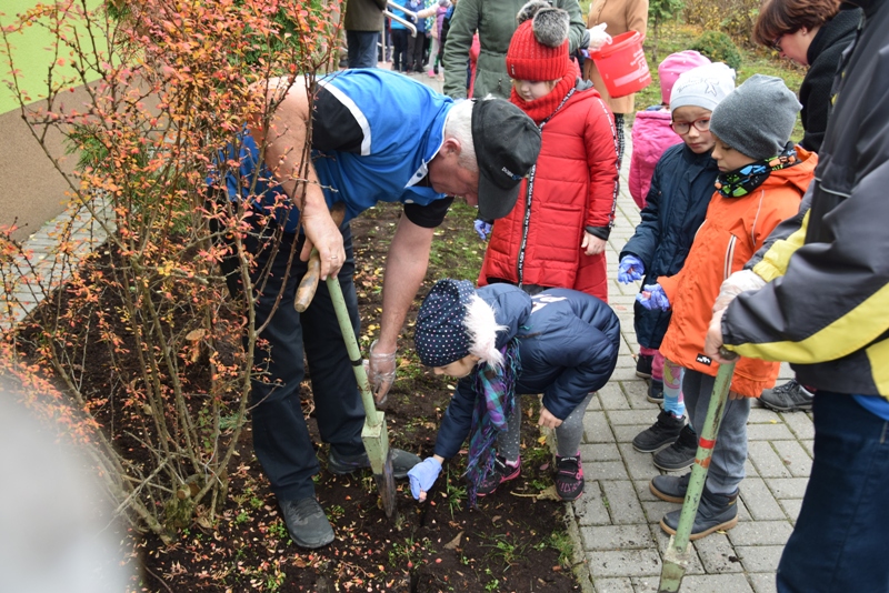 Powiększ zdjęcie. Przedszkolak z pomocą Edmunda Zioły wsadza cebulki krokusów