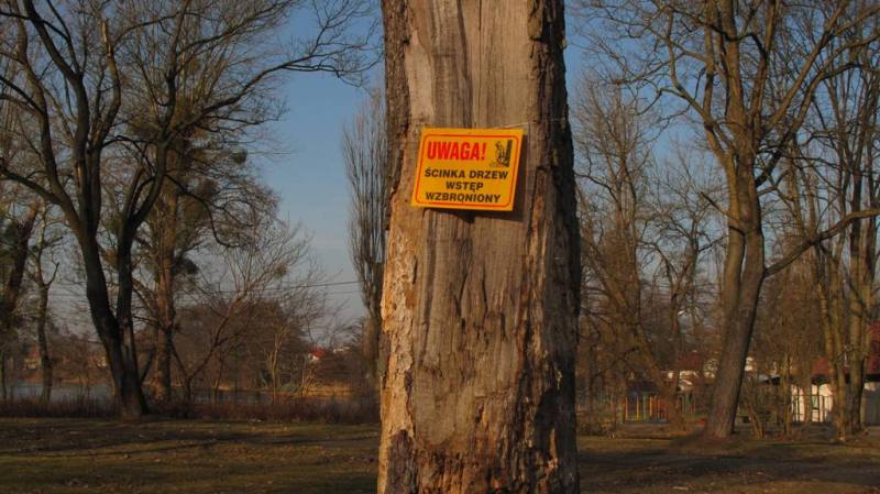Powiększ zdjęcia. Tabliczka na drzewie uwaga wycinka drzew