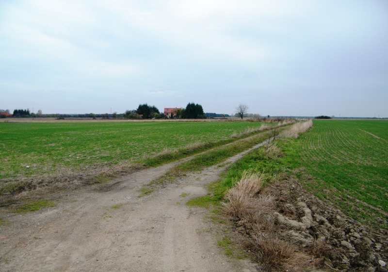 Droga polna i w oddali dom (kolonia Sarbinowo)