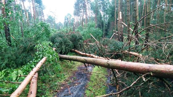 Powalone drzewa w lesie (fot: www.debno.szczecin.lasy.gov.pl)