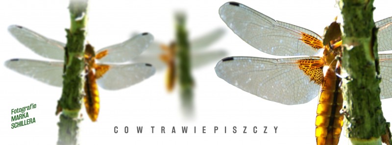 Baner imprezy