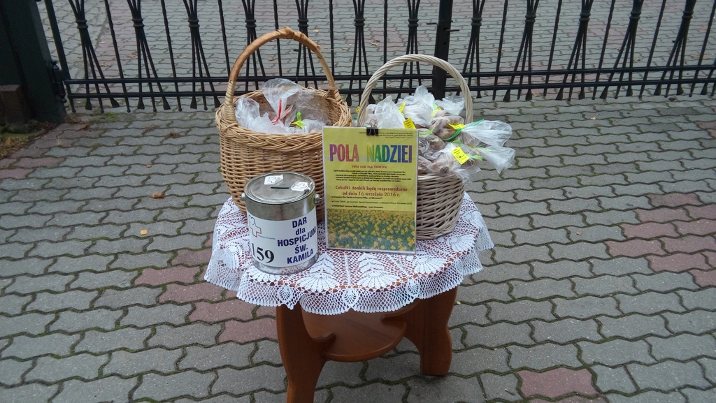 Koszykj z cebulkami żonkili ()link prowadzi do powiększonej wersji zdjęcia)