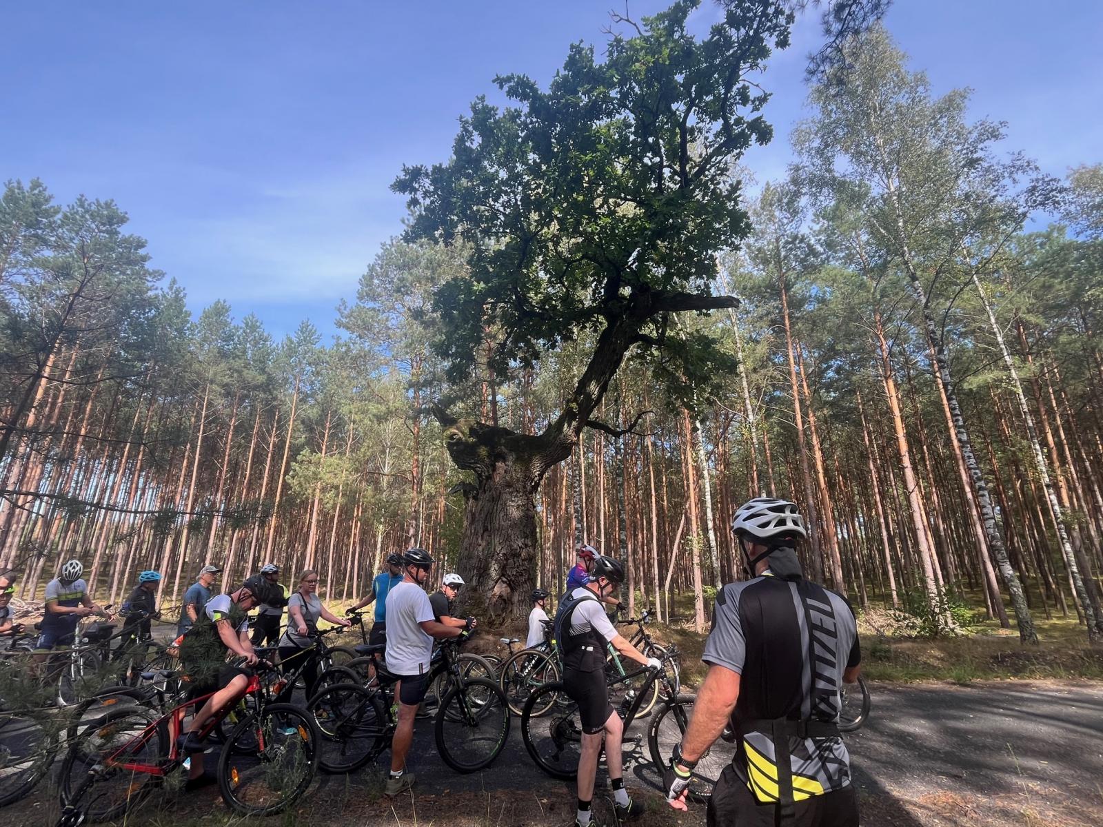 Rowerzysci stoją przed drzewem z uciętym jednym konarem