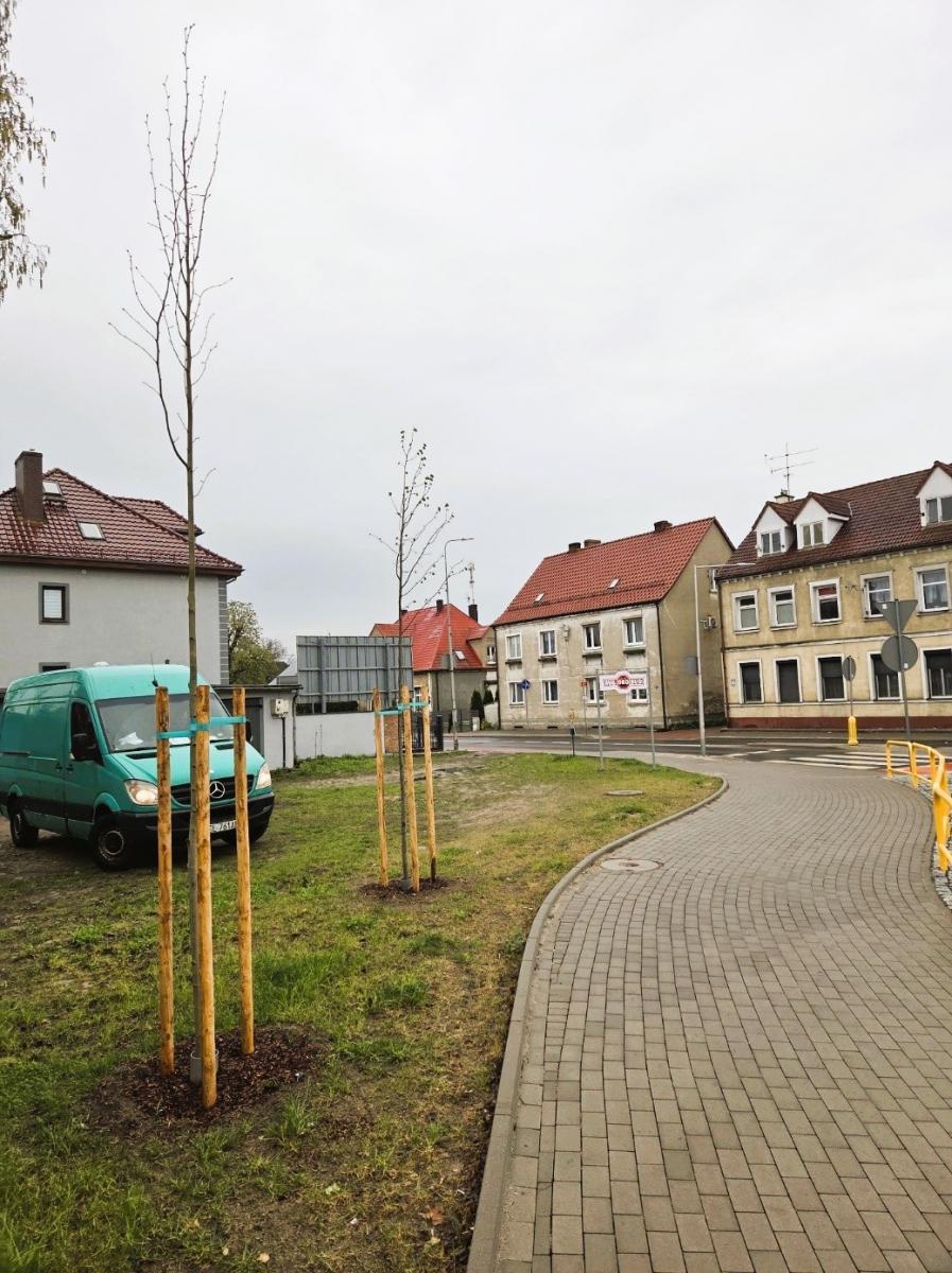Dwa młode drzewa w pasie drogowym przy rondzie 
