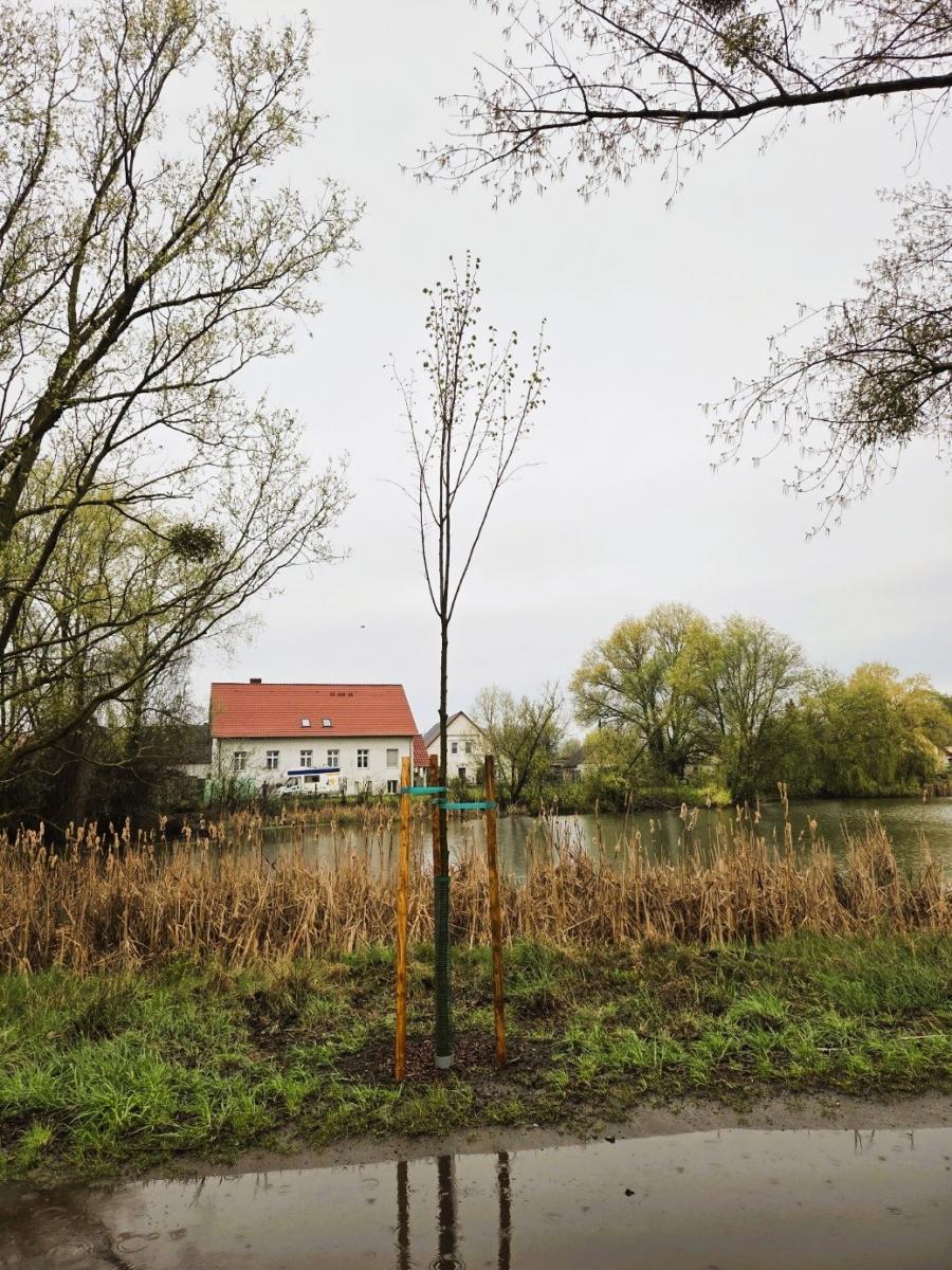 Młode drzewo posadzone przy stawie w Krześnicy 