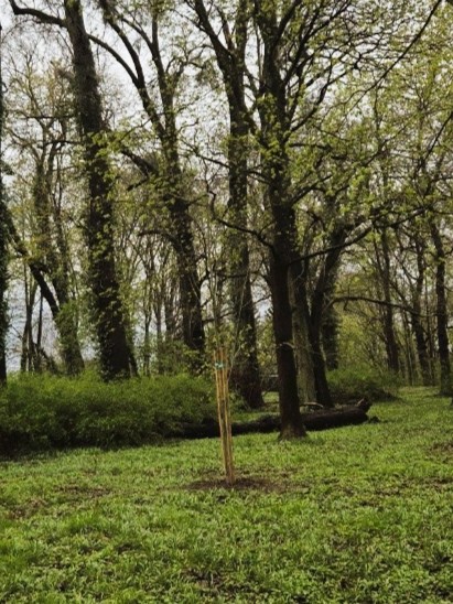 Młode drzewo w praku w Warnicach