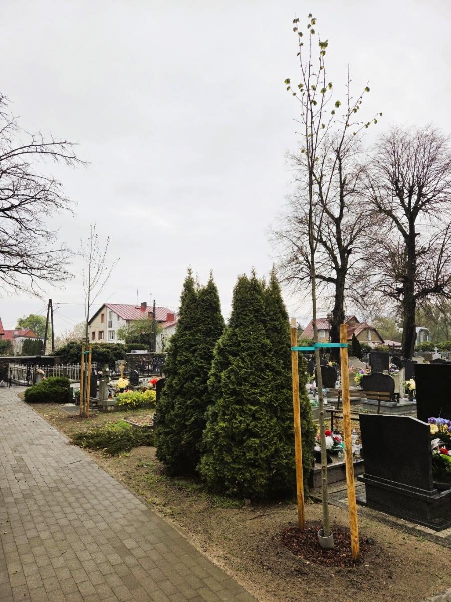 Młode drzewo posadzone przy alei cmentarnej