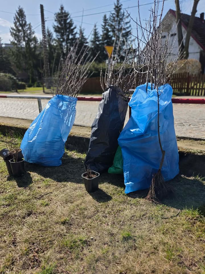 Sadzonki drzew owocowych zapakowane w worki